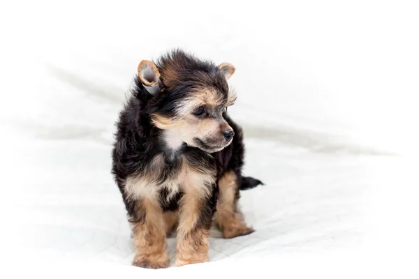 Perros cachorros chinos —  Fotos de Stock