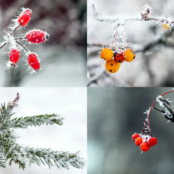 Dead plants in the snow — Stock Photo, Image