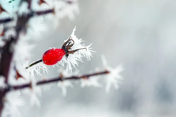 Berries with  frost — Stock Photo, Image