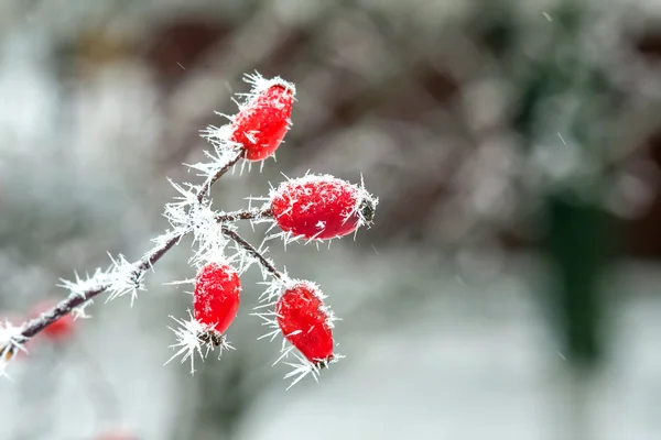 Berries with  frost — Stock Photo, Image