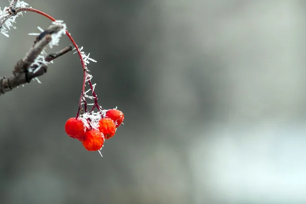 Rowan berries in the frost — Stock Photo, Image