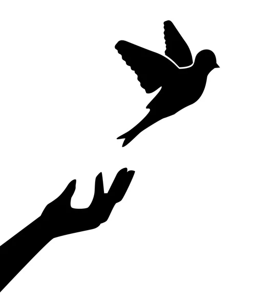 Pria itu membiarkan burung Stok Ilustrasi 