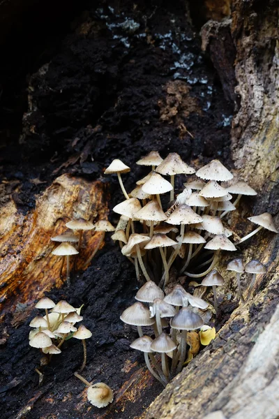 Mushrooms on rotting log — Stock Photo, Image