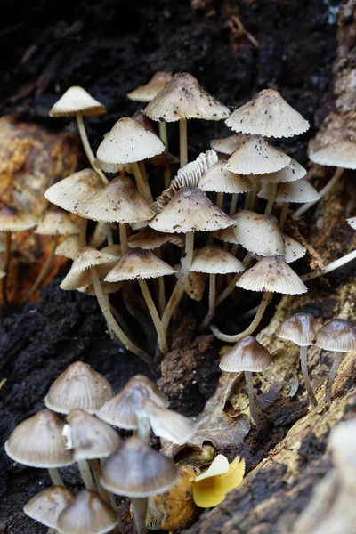 Mushrooms on rotting log — Stock Photo, Image