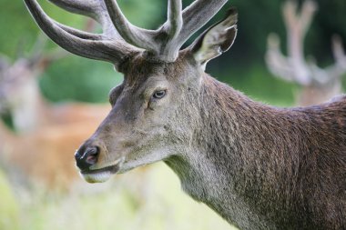 richmond Park'ta geyik. 