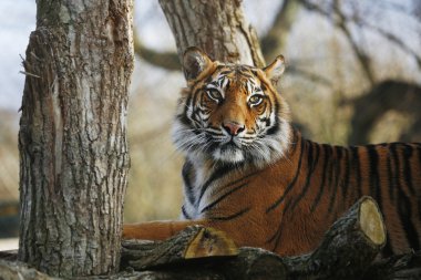 Sumatran Tiger clipart