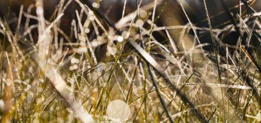 Çiğ ve in Rime'ı sonbahar sabahı çimenlerin üzerinde