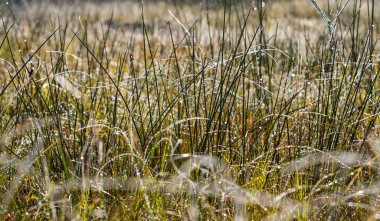 Çiğ ve in Rime'ı sonbahar sabahı çimenlerin üzerinde