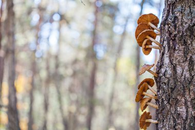 Orman ağaç üzerinde büyüyen mantar