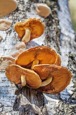 Orman ağaç üzerinde büyüyen mantar