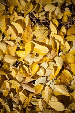 Park arka planda parlak sarı sonbahar yaprakları