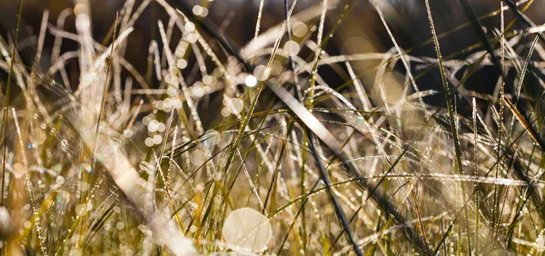 Çiğ ve in Rime'ı sonbahar sabahı çimenlerin üzerinde