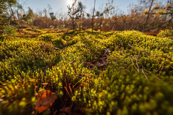 Autumn moss closeup nature background — Stock Photo, Image