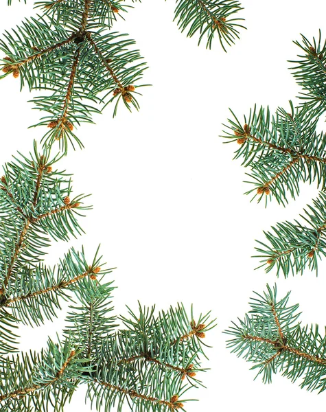 Ramas de pino aislado fondo de Navidad —  Fotos de Stock