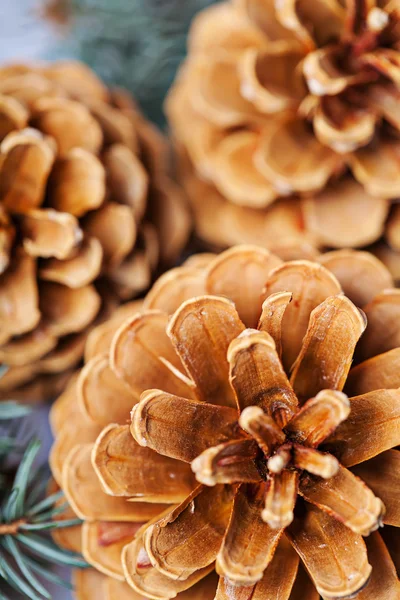 Šišky borovice a jedle makro detail — Stock fotografie