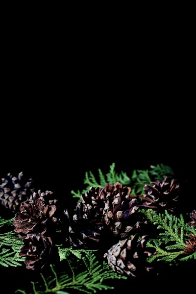 Immergrüne Zweige mit Zapfen auf dunkelschwarzem Hintergrund — Stockfoto