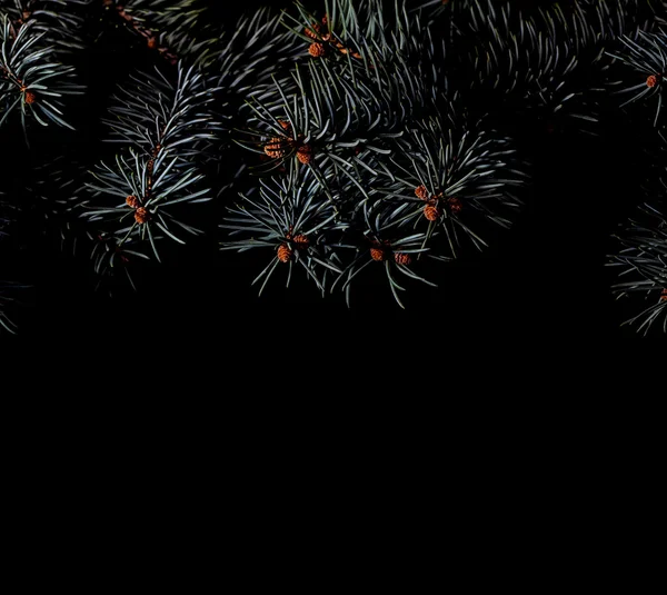 Spruce grenar på mörk svart bakgrund — Stockfoto