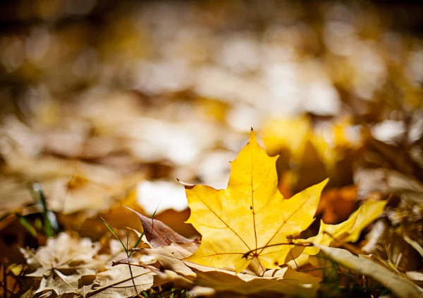 Gloden jasny jesień klon liści — Zdjęcie stockowe
