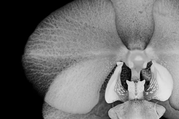 White silver orchid flower on black background — Stock Photo, Image