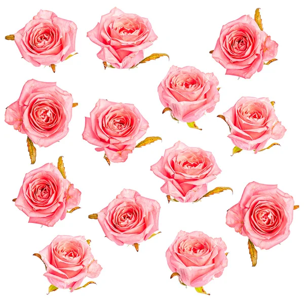 Isolierte rosa Rosen Muster Hintergrund — Stockfoto