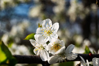 Elma ağacı ilkbaharda yakın planda çiçek açar. Elma çiçeği. Bahar beyaz çiçekleri, bahçede çiçek açan elma ağacı..
