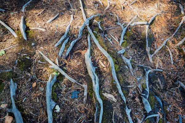 Roots Old Trees Park Monrepos Warm Summer Day Museum Reserve — Stock Photo, Image