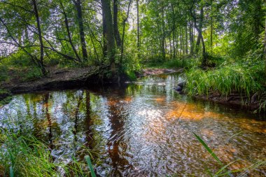 Yaz manzarası. Küçük bir orman nehri, sık yeşil ağaçların arasından geçer.
