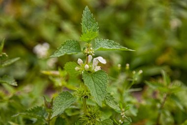 Isırgan tatlısı. Isırgan otunun fotoğrafı. Yumuşak yeşil yapraklı ve çiçekli ısırgan otu. İlaç bitkisi ısırgan otu