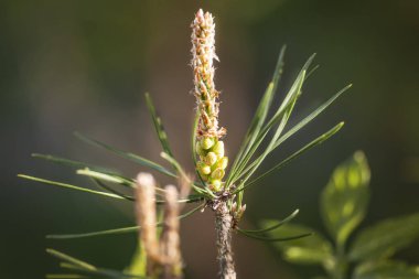 Young pine shoots, needles, close-up against the blue sky. Green shoots on the branches in the spring garden. Young shoots of a small pine tree against the background of shrubs and bark