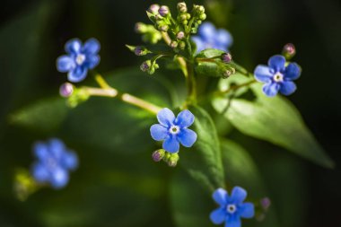 Little blue forget-me-nots in a spring meadow. Beautiful background of sky-blue flowers of forget-me-not Myosotis on the background of green grass. Close-up of a macro of a single forget-me-not flower