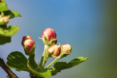 Apple tree in bloom. Pink floral background. Apple tree branch with pink flowers on a blue sky background on a sunny day
