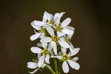 View of the blooming bird cherry in spring. Bird cherry in bloom. Close-up of a flowering Prunus Avium tree with white small flowers. Selective Focus