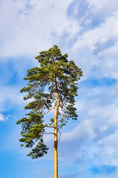 A very tall pine tree against a clear blue sky on a sunny day. Low-angle view. The coniferous tree is illuminated by sunlight. Warm sunny day in a pine forest