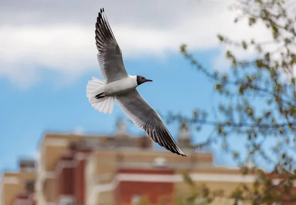 Seagull Flies City Backdrop Modern High Rise Buildings Blue Spring — Stock Photo, Image