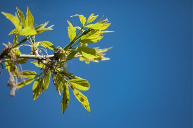 Mavi gökyüzüne yakın, yeşil bir ağacın genç filizleri. Yeşil yaprakların doğal bahar arkaplanı. Bahçedeki bir ağaç dalındaki ilk yeşil tomurcuklar. Bahar mevsimi konsepti