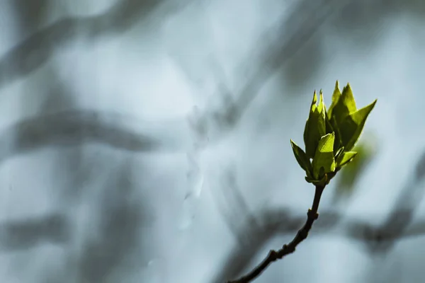 Młode Liście Młodego Drzewa Młode Pędy Zielonego Drzewa Zbliżenie Naturalne — Zdjęcie stockowe