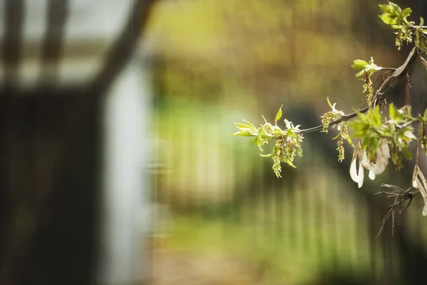 Młode Liście Młodego Drzewa Młode Pędy Zielonego Drzewa Zbliżenie Naturalne — Zdjęcie stockowe