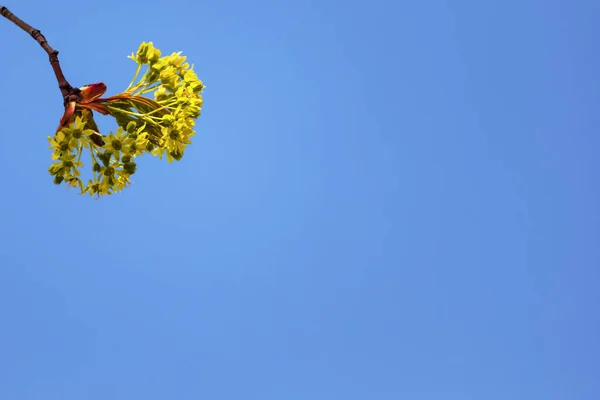 緑の木の若い芽 青い空に対するクローズアップ 緑の葉の自然な春の背景 庭の木の枝の最初の緑の芽 春の時間の概念 — ストック写真