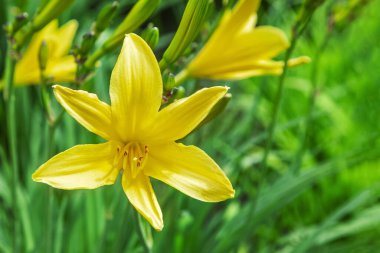 Bulanık doğal bir geçmişi olan sarı zambak çiçekleri. Bir yaz bahçesinde yetişen sarı zambak çiçeği. Sarı zambak çiçeğinin yakın çekimi. Hemerocallis 'e limon zambağı da denir, sarı zambak.