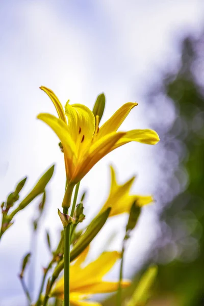 Yellow lily flowers with a blurred natural background. The flower of a yellow lily growing in a summer garden. Close-up of a yellow lily flower. Hemerocallis is also called Lemon lily, Yellow daylily