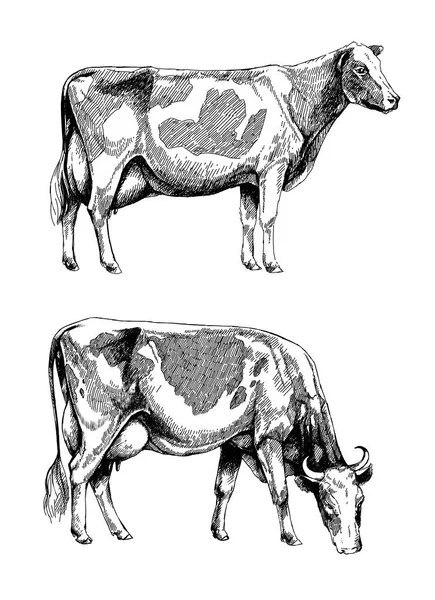 Siyah Beyaz Süt Ineği Holstein Cinsi Grafik Illüstrasyon — Stok fotoğraf