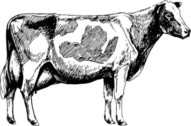 Siyah beyaz süt ineği Holstein üretimi, vektör grafik çizimi