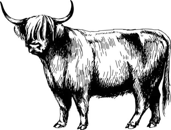 Fazenda Vaca Highland Ilustração Gráfica — Vetor de Stock