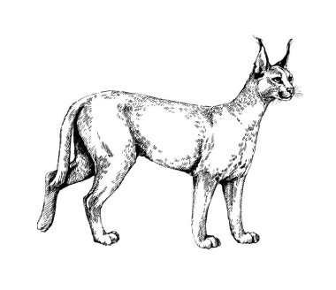 Caracal wild cats grafik çizim