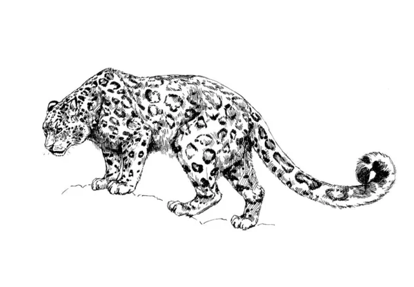 Leopardo Nieve Irbis Gatos Salvajes Ilustración Gráfica —  Fotos de Stock