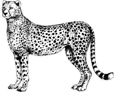 Çita vektörü, Guepard vahşi kediler grafik illüstrasyon