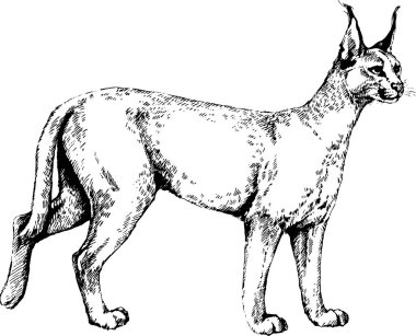 vektör karacal vahşi kediler grafik çizim