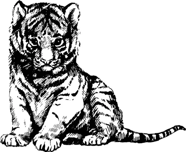 Vector Salvaje Gatos Gráfico Ilustración Gatito Tigre Cachorro — Archivo Imágenes Vectoriales