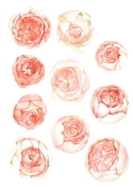 Set Acuarela Flores Fondo Rosa Polvo Peonía Rosas — Foto de Stock