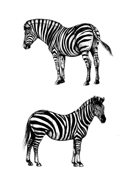 Sada Grafické Pozadí Ilustrace Zebra Divoké Pruhované Koně — Stock fotografie